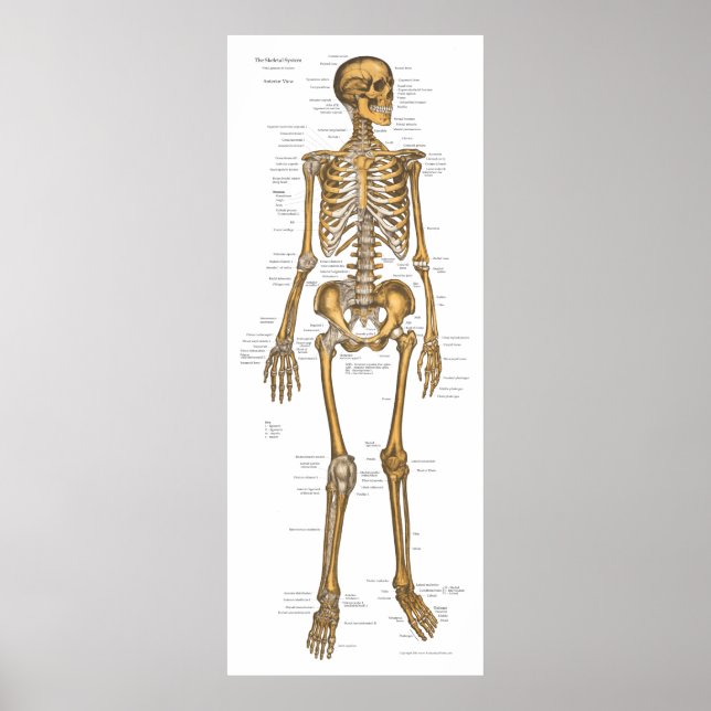 Affiche Anatomie du système Skeletal humain Graphique 24 X (Devant)