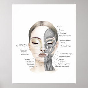 Affiche Anatomie du visage Muscles du visage Décor de beau