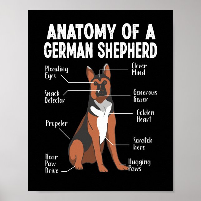 Affiche Anatomie d'un berger allemand maman chien (Devant)