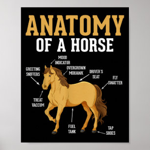 Affiche Anatomie D'Un Cheval Drôle Equestre Nighs Horse Lo