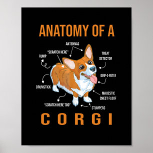 Affiche Anatomie d'un chien de Corgi Funny