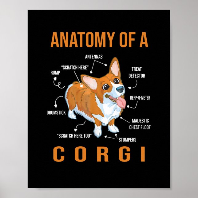 Affiche Anatomie d'un chien de Corgi Funny (Devant)