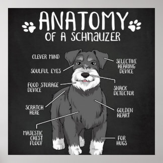 Affiche Anatomie D'Un Chien Migneux Schnauzer