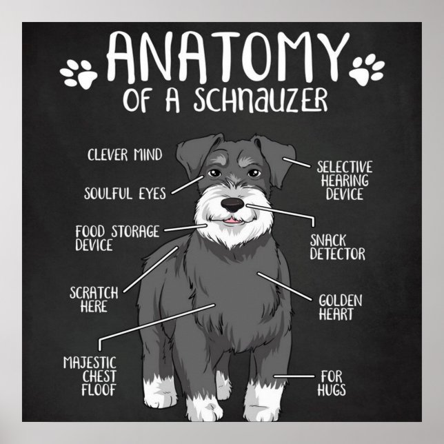 Affiche Anatomie D'Un Chien Migneux Schnauzer (Devant)