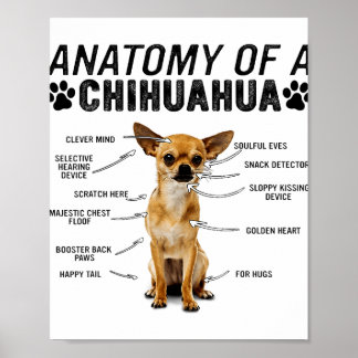 Affiche anatomie d'un chihuahua chien animaux amoureux pro