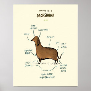 Affiche Anatomie D'Un Dachshund  Amoureux de les chiens de