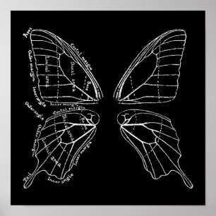 Affiche Anatomie d'un diagramme de cru d'aile de papillon