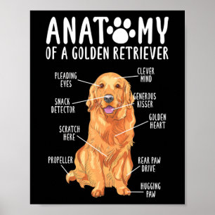 Affiche Anatomie d'un Golden Retriever Papa maman
