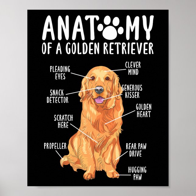 Affiche Anatomie d'un Golden Retriever Papa maman (Devant)