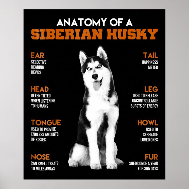 Affiche Anatomie d'un Husky Sibérien chiens drôle Art (Devant)
