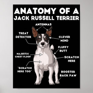 Affiche Anatomie d'un Jack Russell Terrier