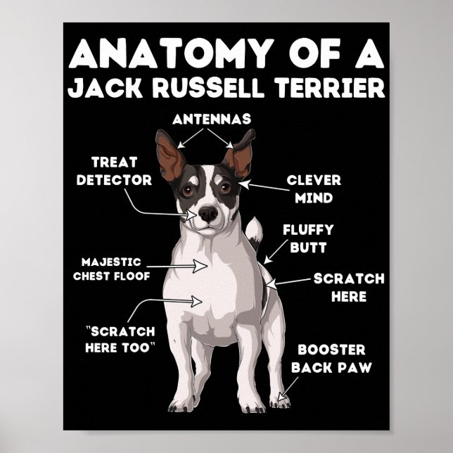 Affiche Anatomie d'un Jack Russell Terrier (Devant)