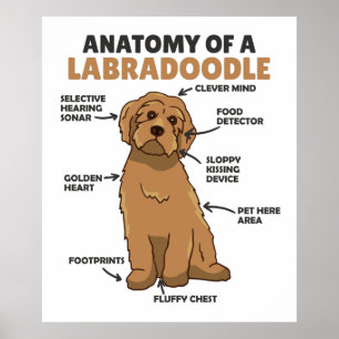 Affiche Anatomie D'Un Labradoodle Cute Canine Chiot