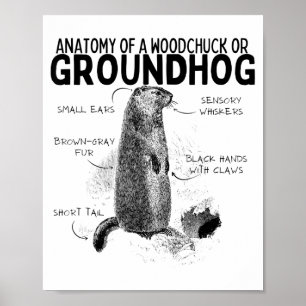 Affiche Anatomie d'un marmotte ou d'un groundhog drôle d'a