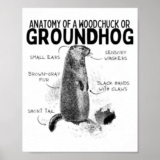 Affiche Anatomie d'un marmotte ou d'un groundhog drôle d'a (Devant)