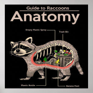 Affiche Anatomie d'un raton laveur   Cute Panda Lover