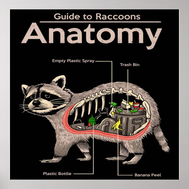 Affiche Anatomie d'un raton laveur | Cute Panda Lover (Devant)