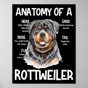Affiche Anatomie D'Un Rottweiler Pour Les Amoureux de les 
