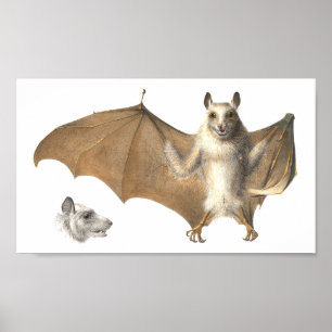 Affiche Anatomie d'une chauve-souris - Antique gravure