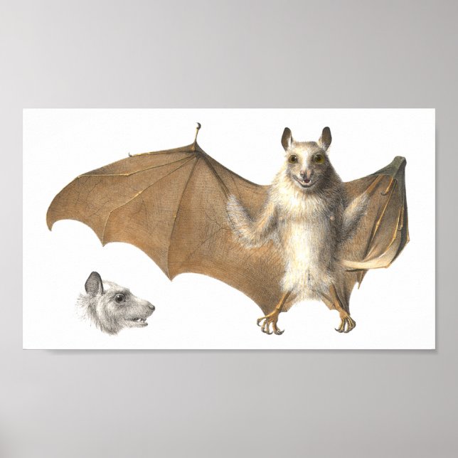 Affiche Anatomie d'une chauve-souris - Antique gravure (Devant)