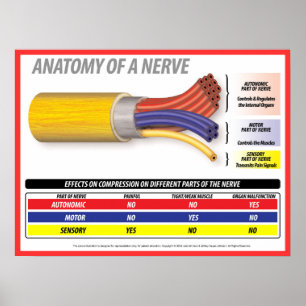 Affiche Anatomie d'une nerve 2015