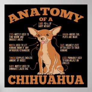 Affiche Anatomie D'Une Toile De Chihuahua