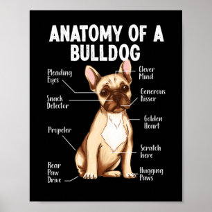 Affiche Anatomie Française De Bulldog D'Un Bulldog Maman P