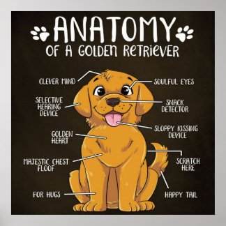 Affiche Anatomie Golden Retriever | Golden Retriever Lover
