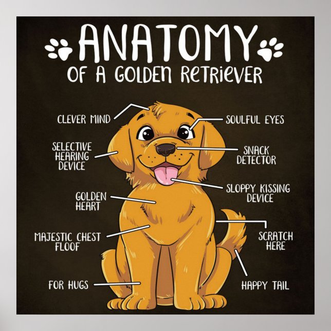 Affiche Anatomie Golden Retriever | Golden Retriever Lover (Devant)