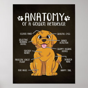 Affiche Anatomie Golden Retriever   Golden Retriever Lover