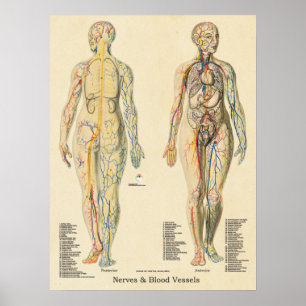 Affiche Anatomie Graphique Artères Veines Nerves Vintage