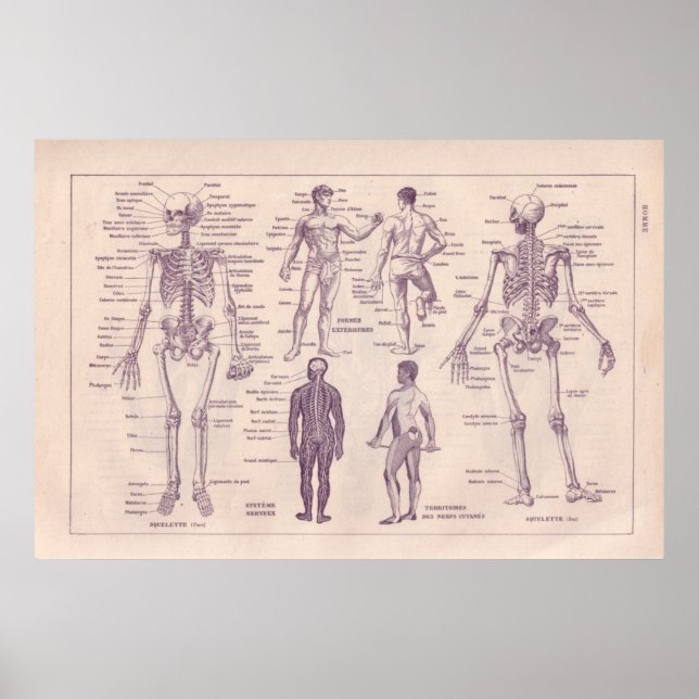 Affiche Anatomie humaine (Devant)
