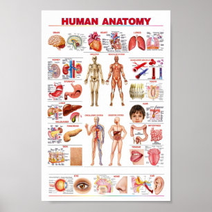 Affiche Anatomie humaine