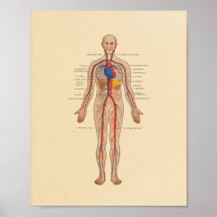 Affiche Anatomie humaine Cardiologie Imprimer