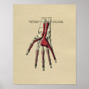 Affiche Anatomie humaine de main 1902 copies vintages