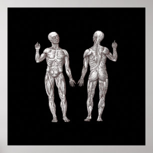 Affiche Anatomie humaine - Le système musculaire