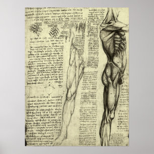 Affiche Anatomie humaine masculine - Muscles par Léonard d