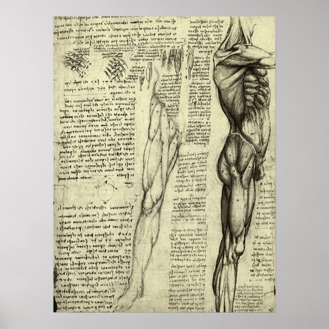 Affiche Anatomie humaine masculine - Muscles par Léonard d (Devant)