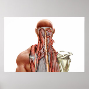 Affiche Anatomie Humaine Montrant Des Muscles Profonds Dan