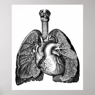 Affiche Anatomie humaine Poumons Coeur Science Art