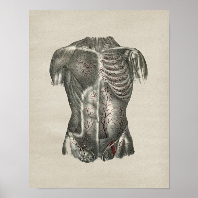 Affiche Anatomie humaine Thorax Imprimer Vintage (Devant)