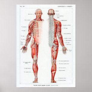 Affiche Anatomie humaine Vintage