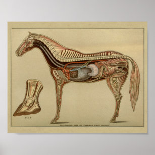 Affiche Anatomie interne de l'organe du cheval Imprimer