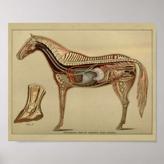 Affiche Anatomie interne de l'organe du cheval Imprimer (Devant)
