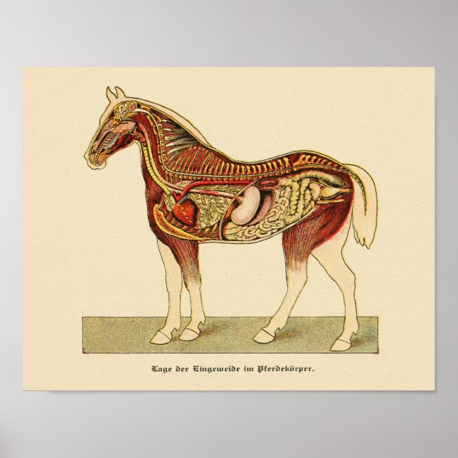 Affiche Anatomie interne du cheval Imprimer Vintage 1917 (Devant)