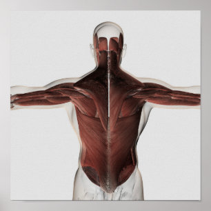 Affiche Anatomie masculine de muscle du dos 2 d'humain