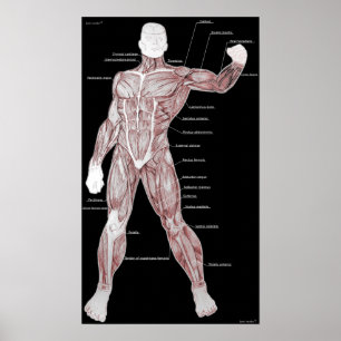 Affiche Anatomie musculaire