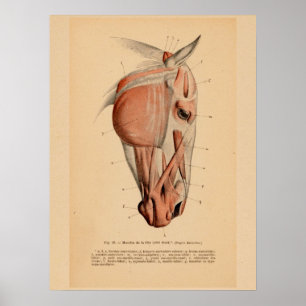 Affiche Anatomie musculaire de la tête de cheval Français 