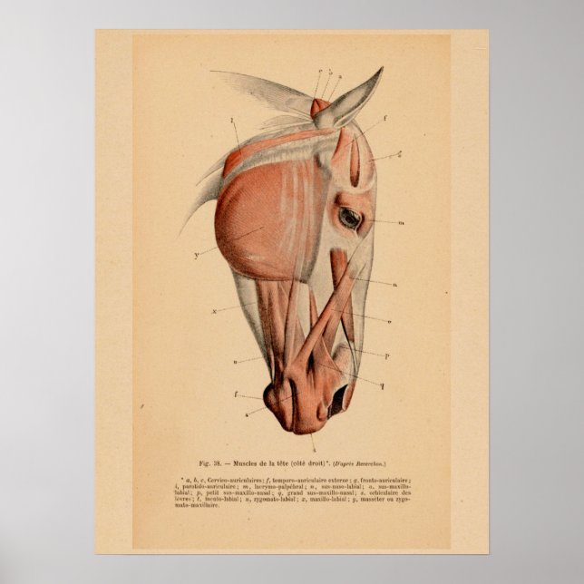 Affiche Anatomie musculaire de la tête de cheval Français  (Devant)
