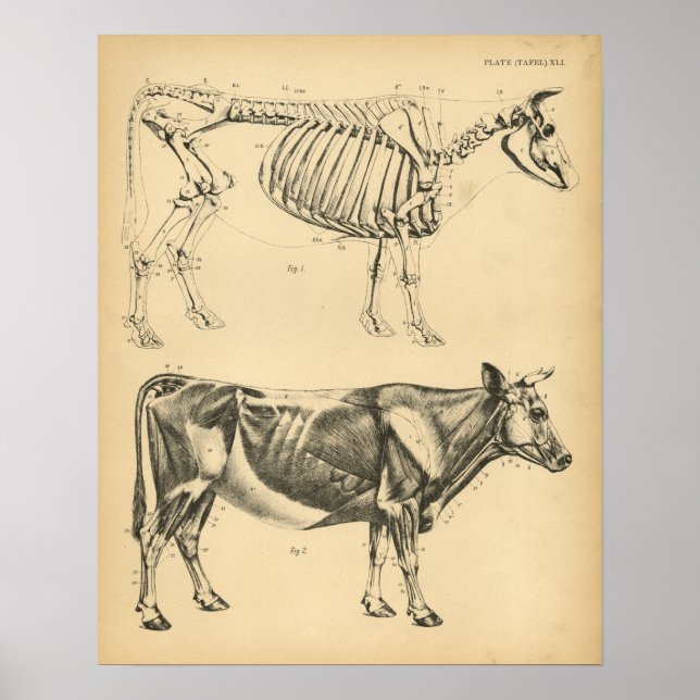 Affiche Anatomie musculaire de la vache Ox Skeleton 1908 I (Devant)